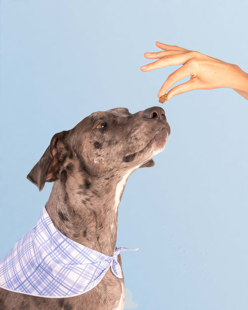 Dog is Human Daily Multivitamin for Dogs Human-grade, Vet-formulated